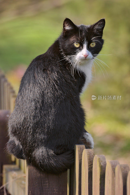 家猫(Felis catus)坐在篱笆上